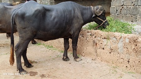 પેલ વેતરી