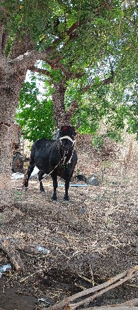 જર્શી ગાય વેચવાની છે