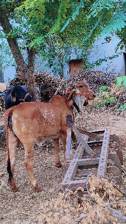 gir vasadi vesavani se khabari