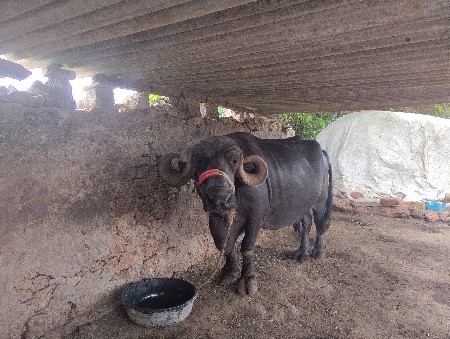આ ભેંસ વેચવાનીછે