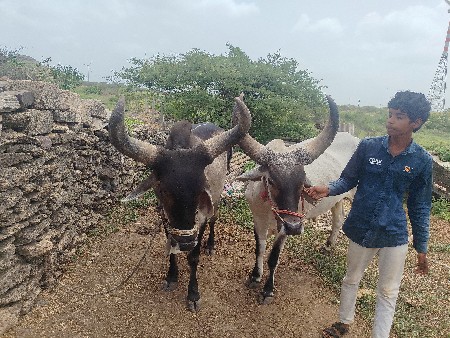 ગોઢલા વેચવા ના છે