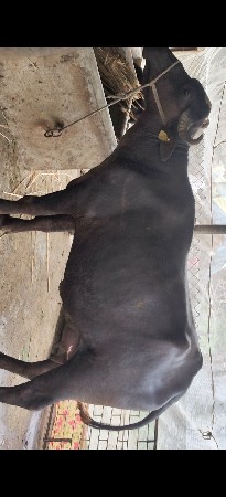 પેલા વેતરી ની ખડેલી છે