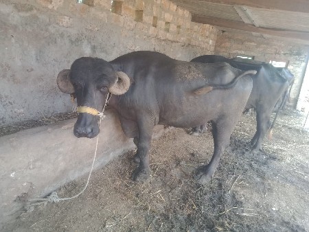 રૂતવિક