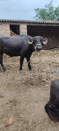 ખડાઈ