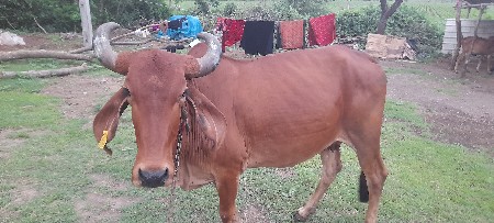 વેચવાની છે