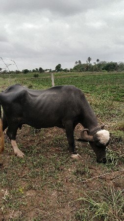 ભૅસ વૅચવાની છે