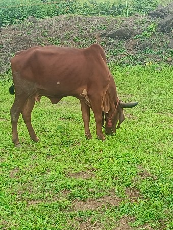 ગીર ગાય છે 
બીજી વેતર