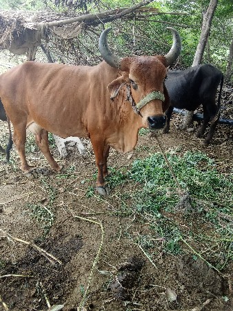 આ ગાય વેચવાની છે ટોટલ જાતની જવાબદા