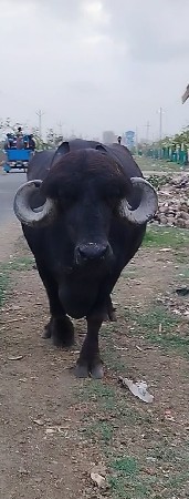 ભેંશ વેચવાની છેં