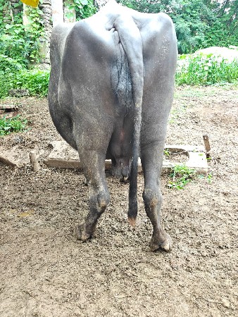 ભેંસ વેચવાની છે