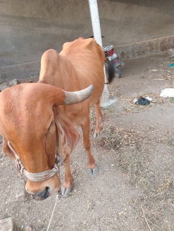 ગાય વેચવાની છે