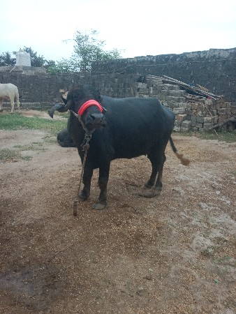 અભી વેચવાની છે બે બે લીટર દૂધ 2