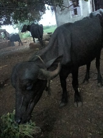 બે ખરેળા છે