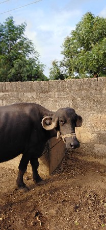 વેચવાની છે