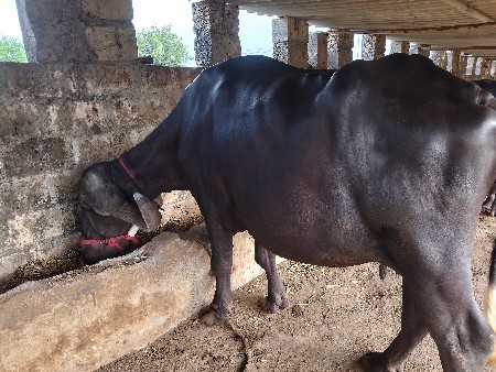 રામદે આહિર