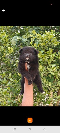 black pom 0 size
