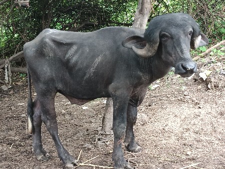 જાફરાબાદી પાડો વેચવા નો છે