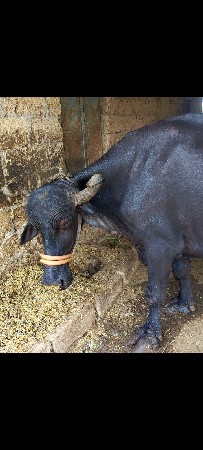 ભેંશ વેશ વાની છે
