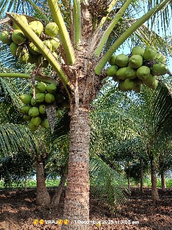 નારિયેળી નો બગીચો લોટન સે