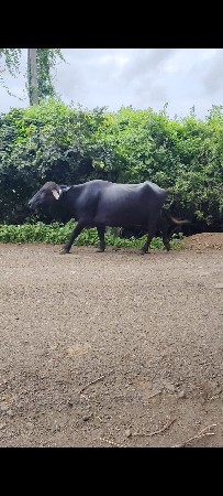 ભેંસ વેચવાની છે