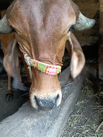 વાછડી વેચવાની છે