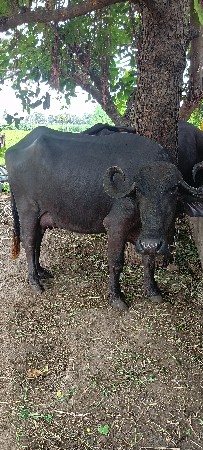 બીજું વેતર ખડેલી વેચવાની છે