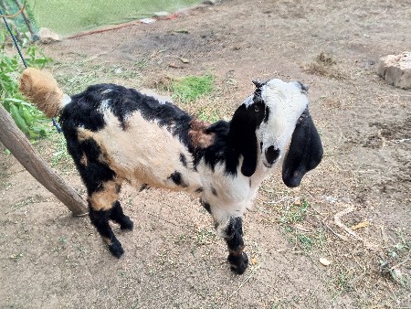 🐐 બકરો વેચવાનો છે ( દેસી છે )