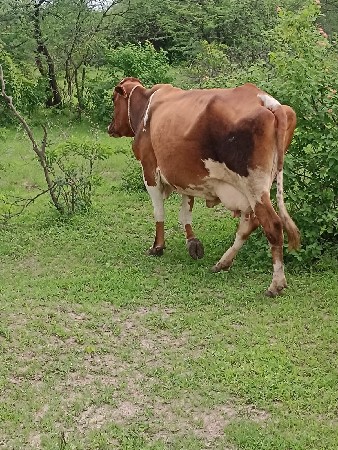 વેચવાની છે