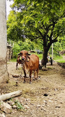 ગીર ગાય વેચવાની છે.