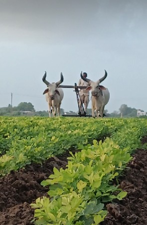 બળદ વેચવાના છે