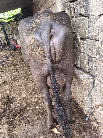ખરેલીવેચવાનીછે