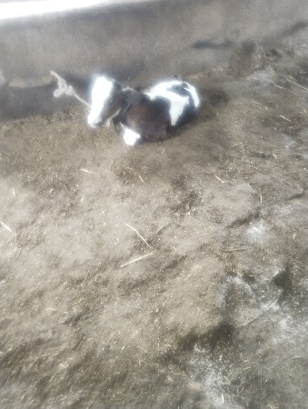ક્રોચ હોડકુ