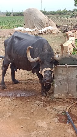 ભેંસ વેચવાની છે