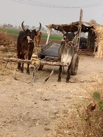 બળધ વેચવા છે સાવ સોજા છે બીજી વાવણી