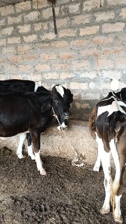 જસી