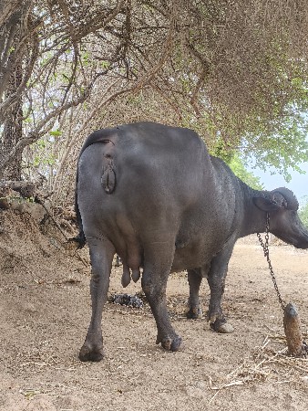 ભેંસ વેચવાની છે