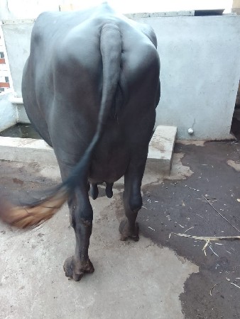 bhes vesvani se