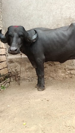 વેશવાની 4દાત પાડી