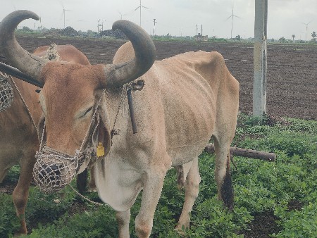 બળદ વેચવાનો છે