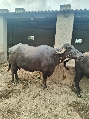 ભેંસ વેચવાની છે