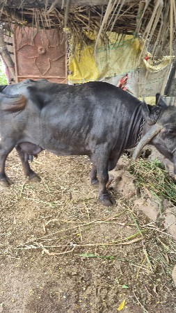 ભેણ વેચવાની છે