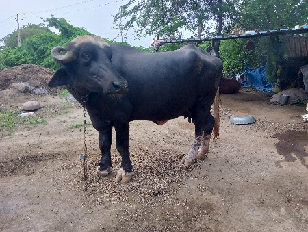ભેંસ વેચવાની છે