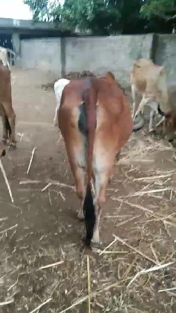 ગાય