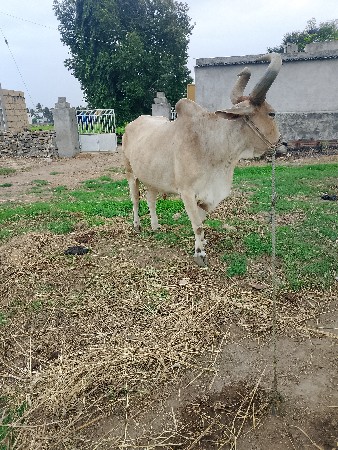 બળદ વેચવાના છે