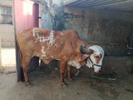 પેલું વેતર હોડકી વેચવાની છે