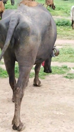 જાફરાબાદી ખડાઈ વેચવાની છે