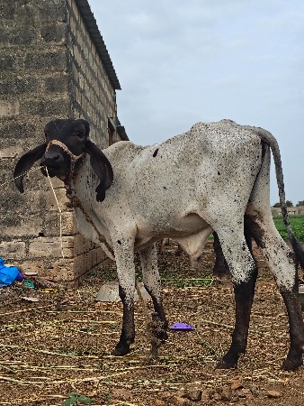 ૨ વાસડા આપવા ન સે એક વરહ ન હૈ