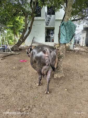 ભેંસ વેચવાની છે