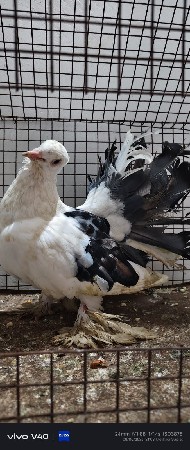 મોરપીંછ નર