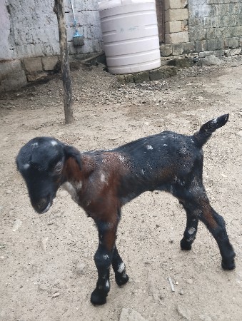 એક બોકડો છે